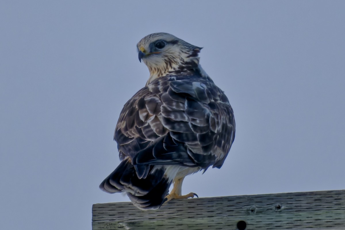 Rough-legged Hawk - ML399189381