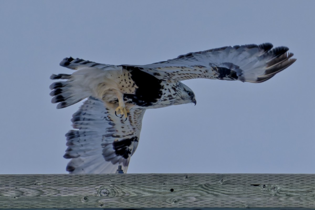 Rough-legged Hawk - ML399189391