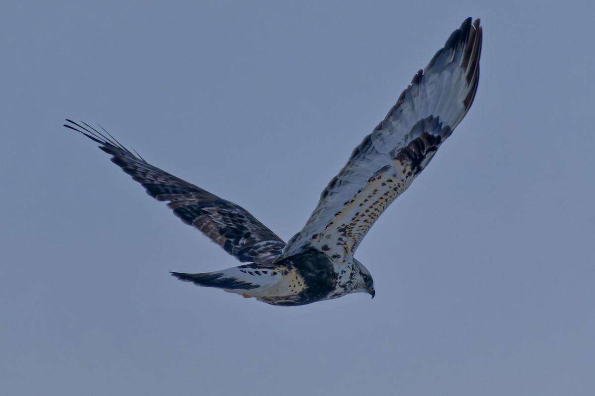 Rough-legged Hawk - ML399189411