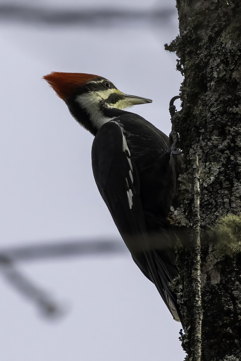 Pileated Woodpecker - Mel Green