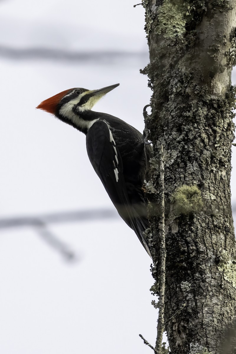 Pileated Woodpecker - Mel Green