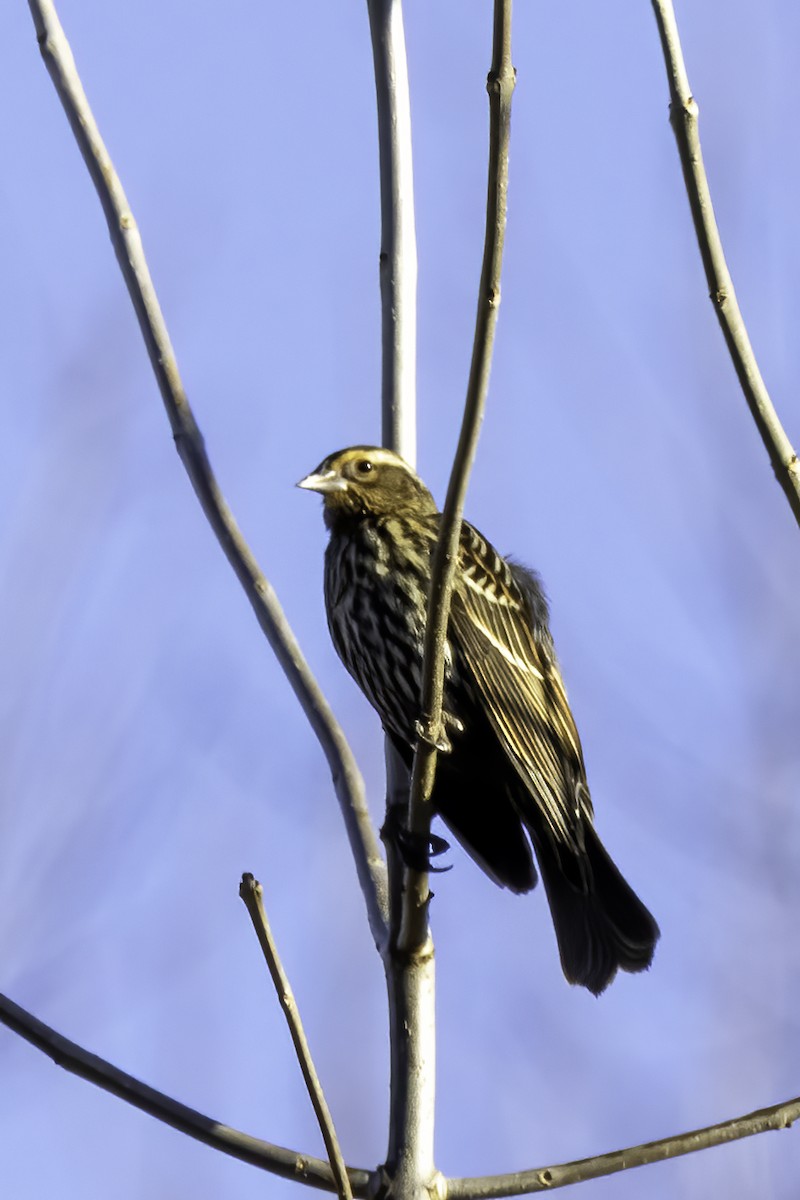 Red-winged Blackbird - ML399189701