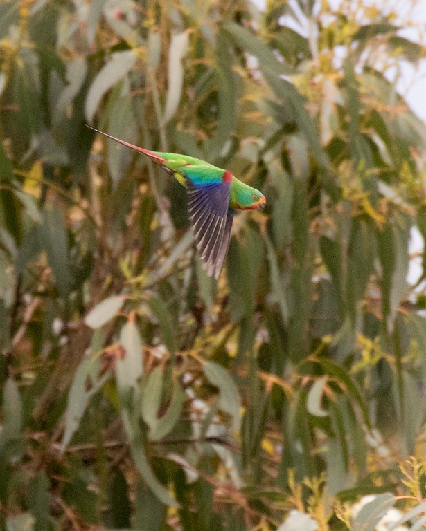 Swift Parrot - ML399189851