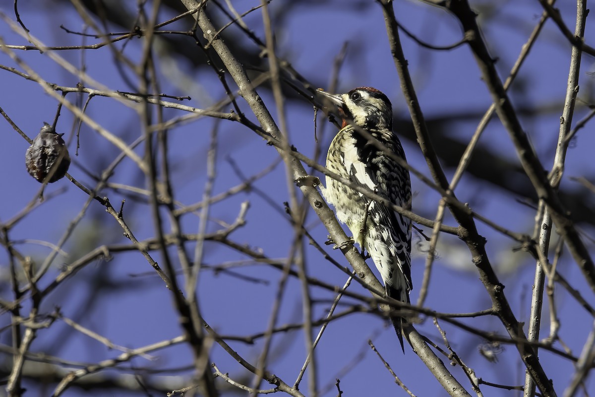 Yellow-bellied Sapsucker - ML399189891