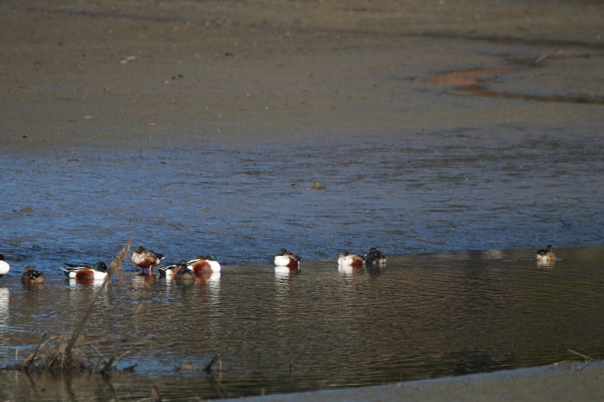 Northern Shoveler - ML399190501