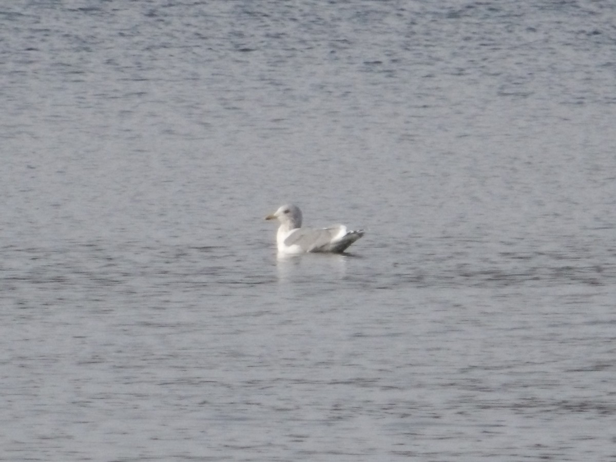 Iceland Gull - ML399190851