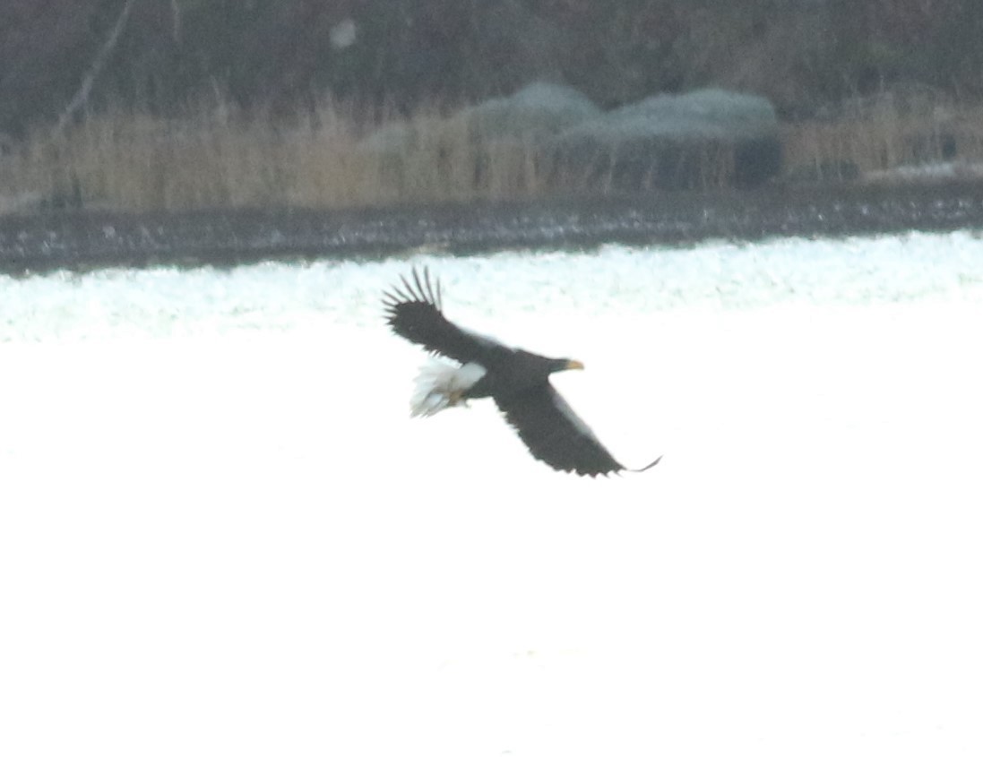 Steller's Sea-Eagle - ML399191331