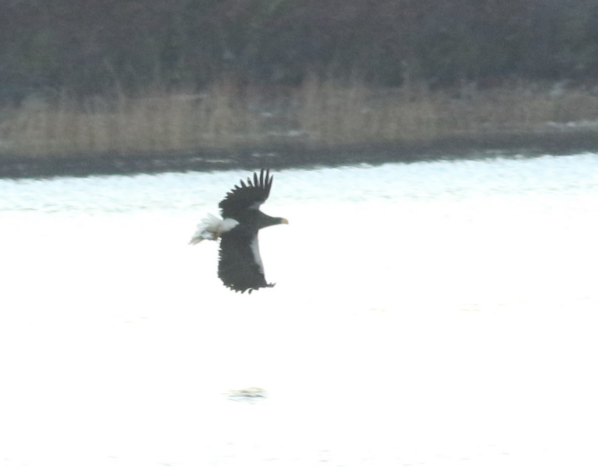 Steller's Sea-Eagle - ML399191341