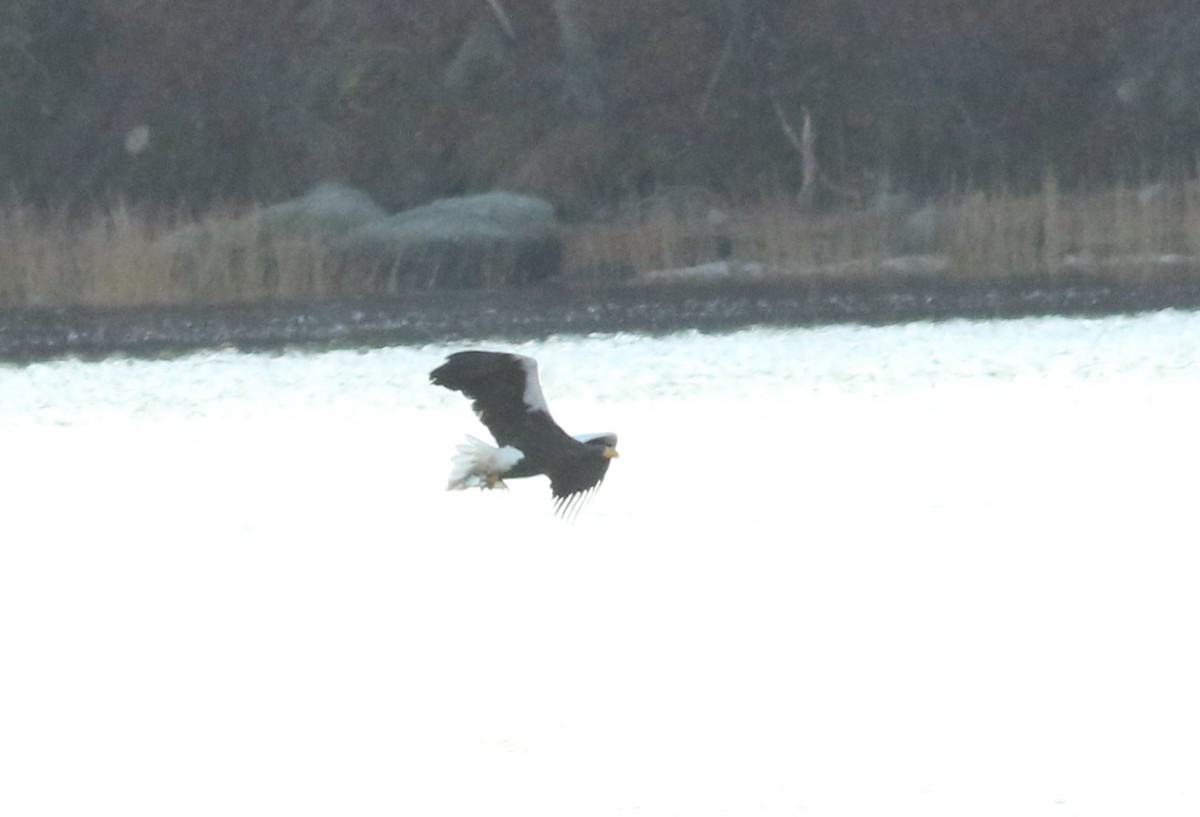 Steller's Sea-Eagle - ML399191391