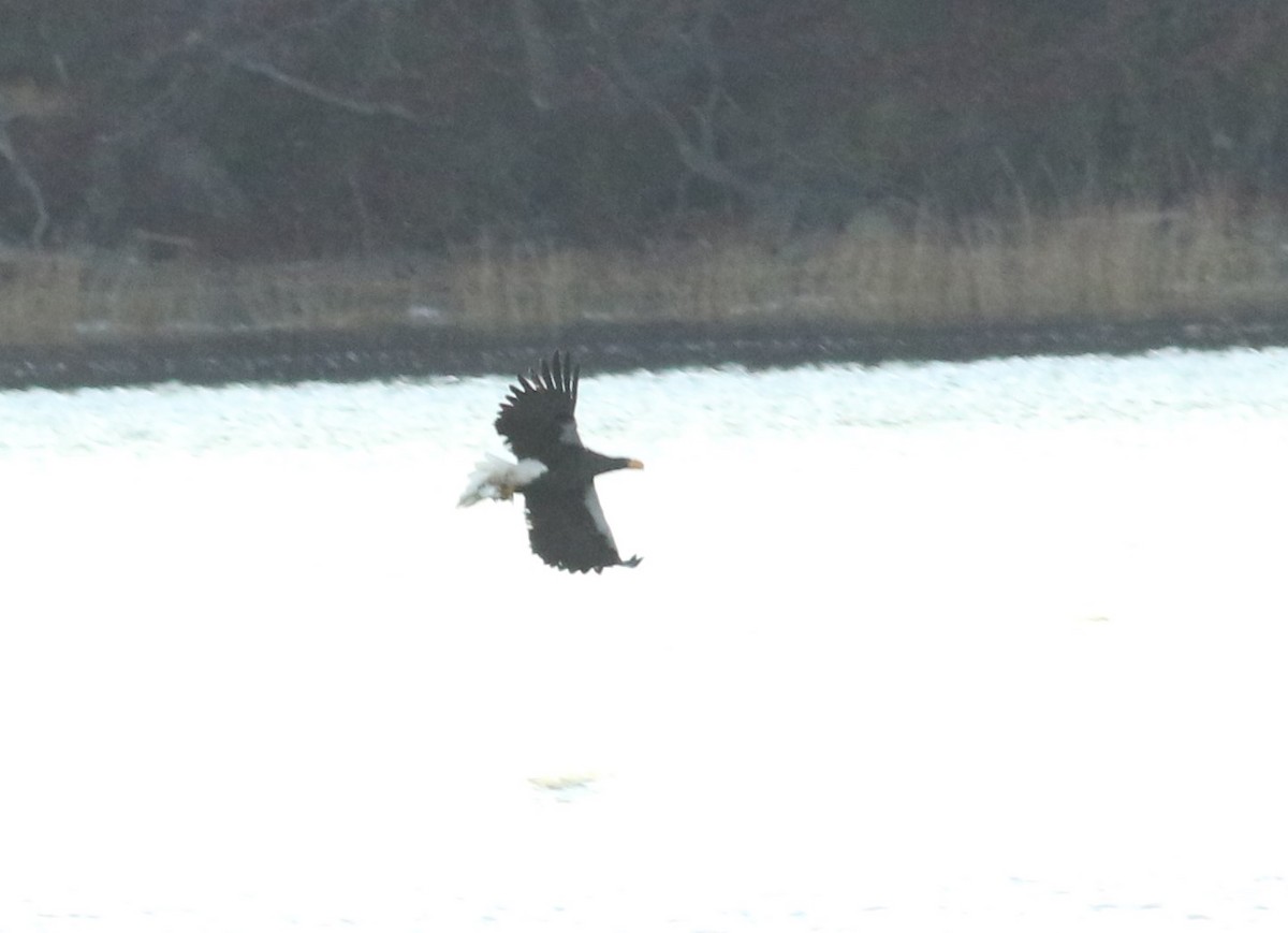 Steller's Sea-Eagle - ML399191431