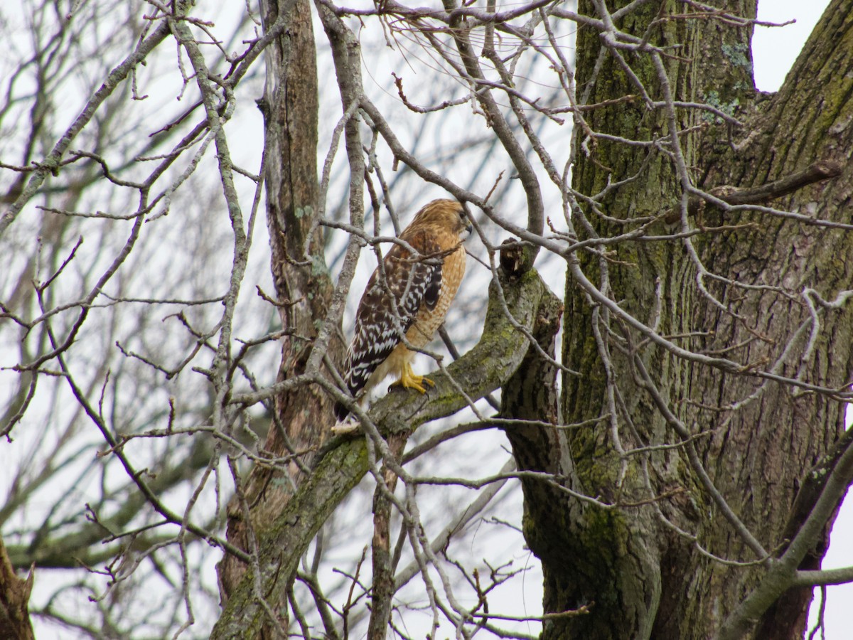 Red-shouldered Hawk - ML399191991