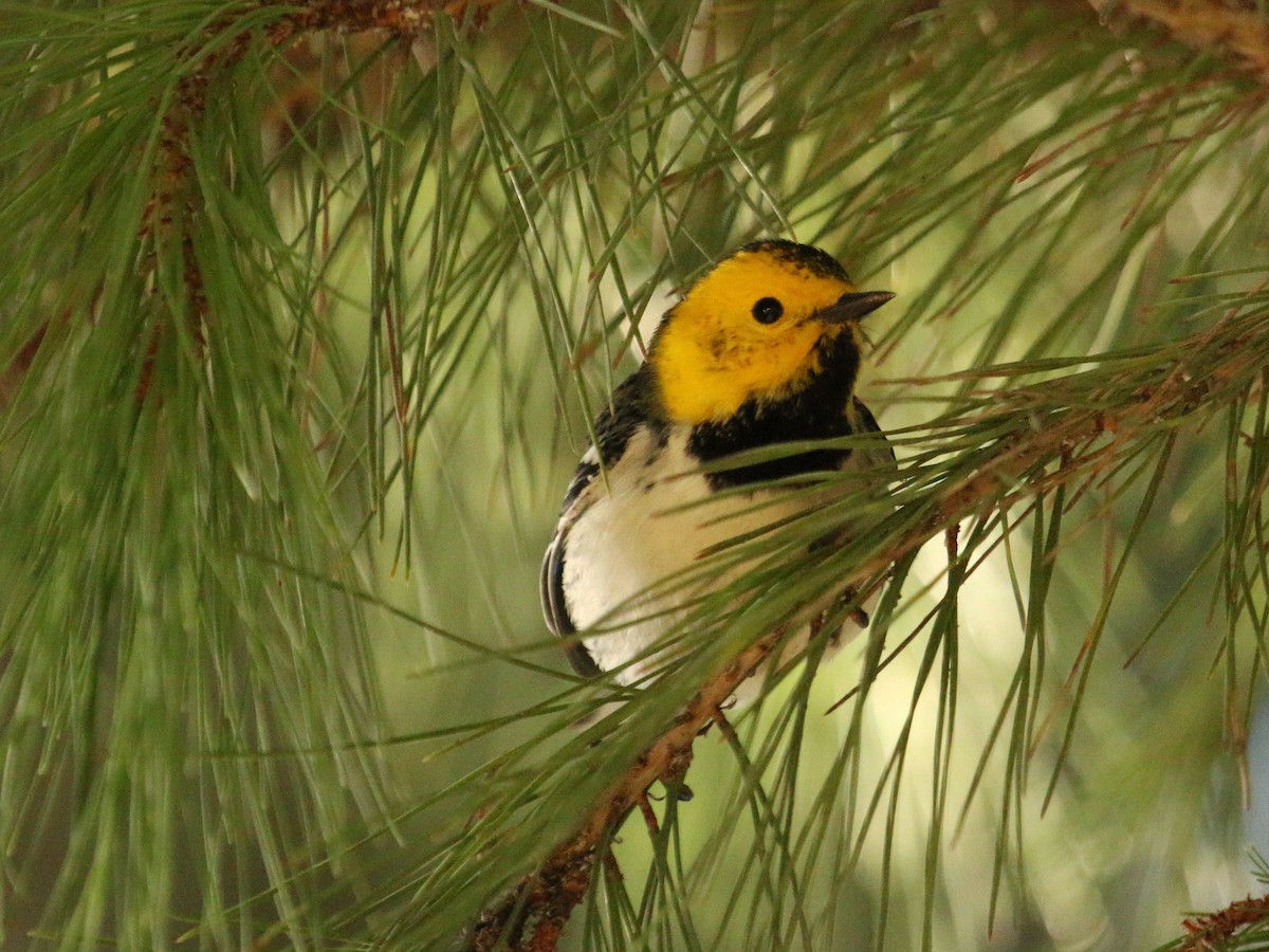 Hermit Warbler - ML399194311