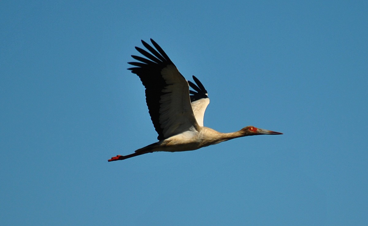 Maguari Stork - andres ebel