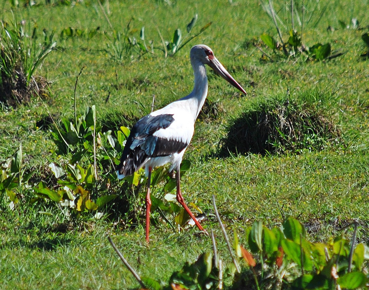 Cigogne maguari - ML399194421