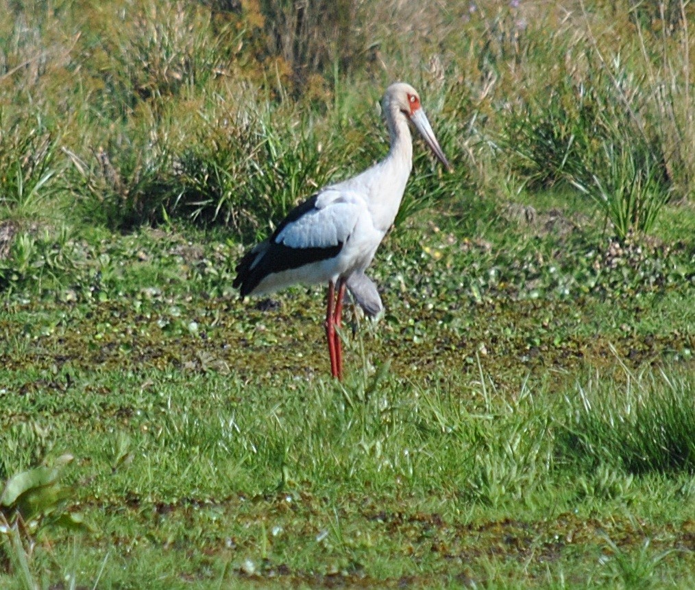 Maguari Stork - andres ebel