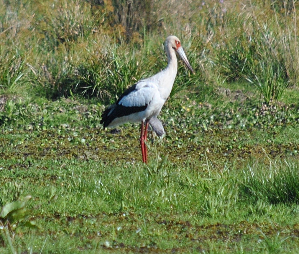 Maguari Stork - ML399194471