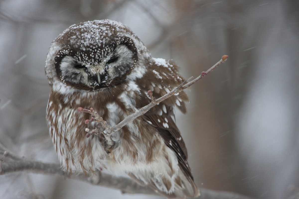 Boreal Owl - ML399200001