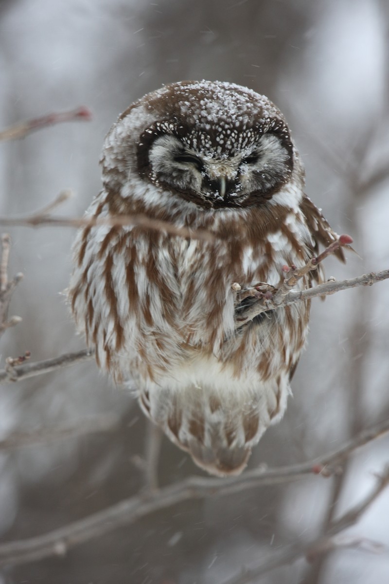 Boreal Owl - Gang Wu