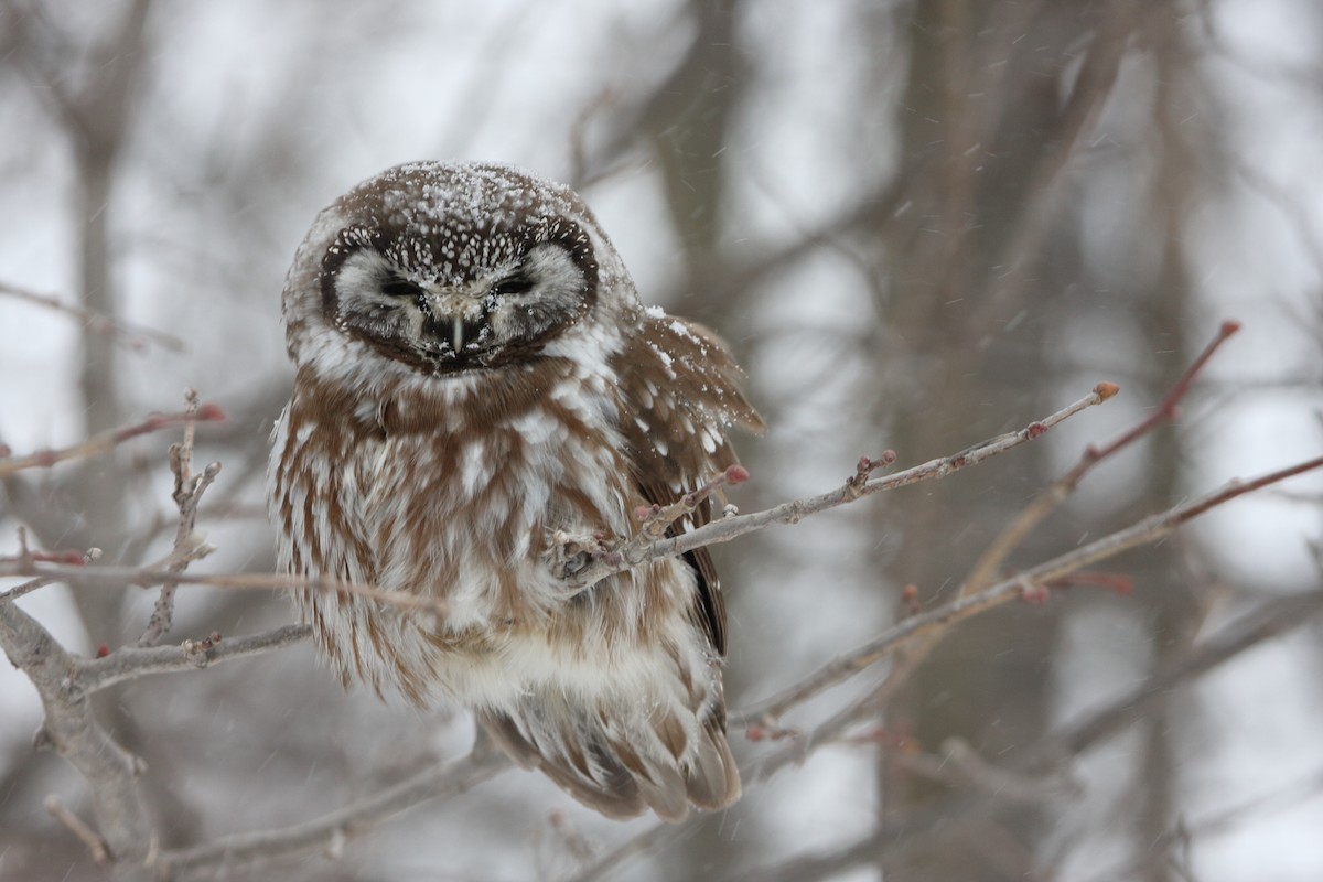 Boreal Owl - ML399200071