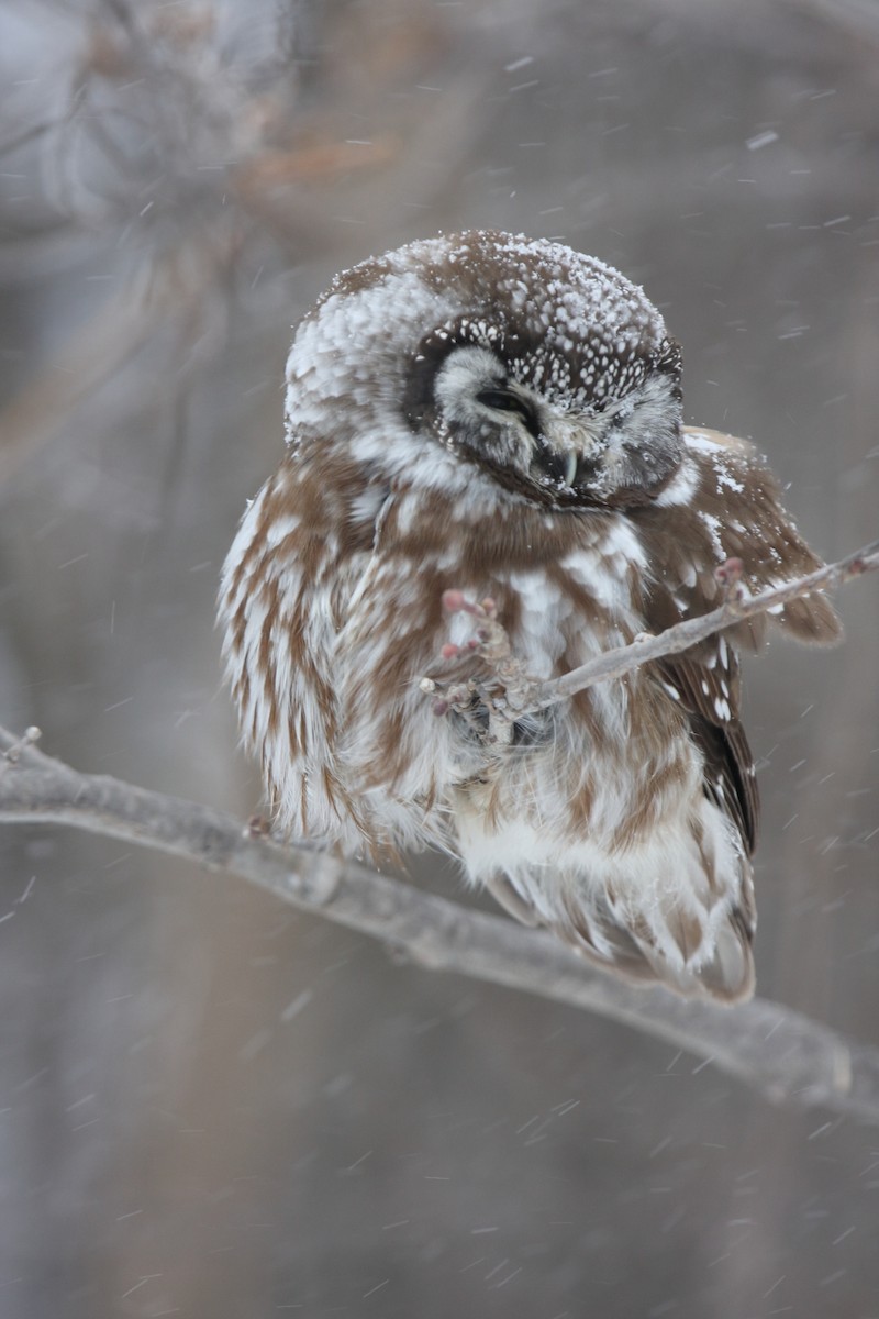 Boreal Owl - ML399200241