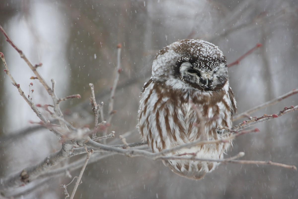 Boreal Owl - ML399200251