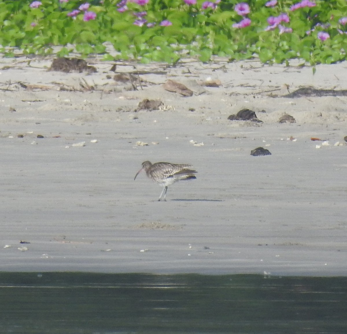 Regenbrachvogel - ML399200461