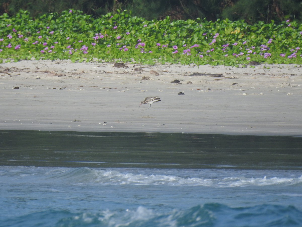 Whimbrel - ML399200531