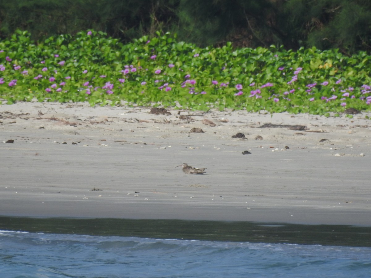 Whimbrel - ML399200541