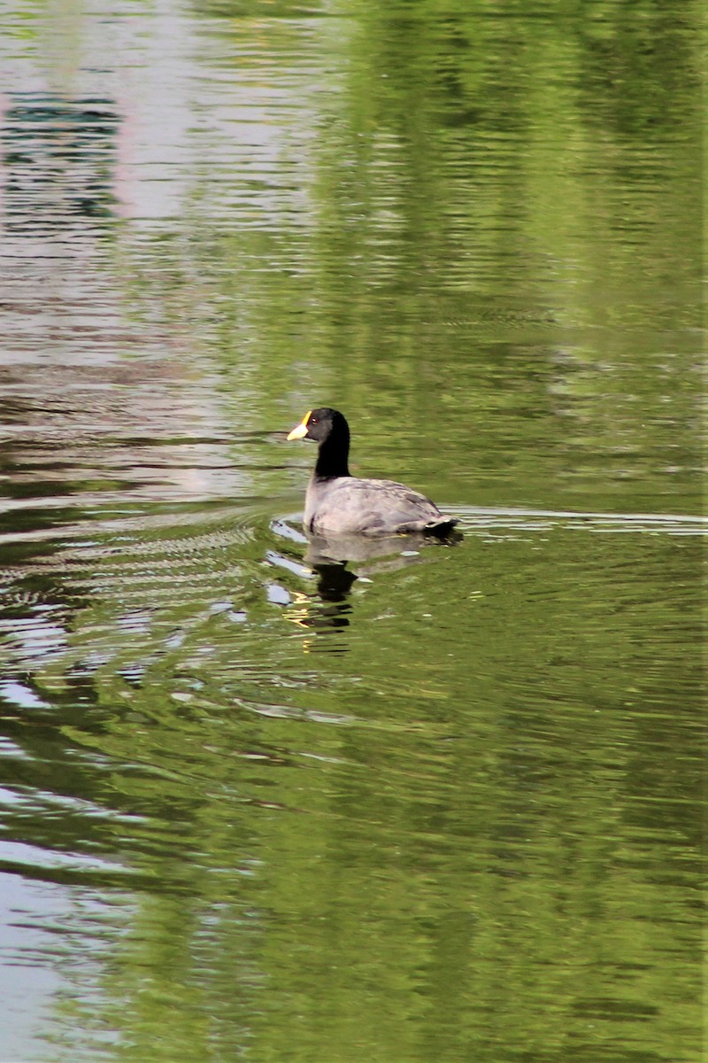 White-winged Coot - ML399201131