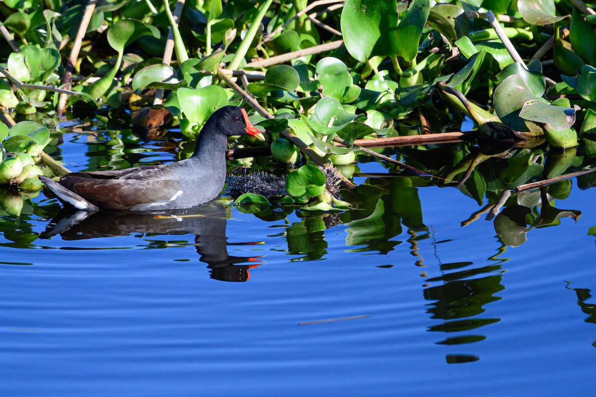 Gallinule d'Amérique - ML399203671