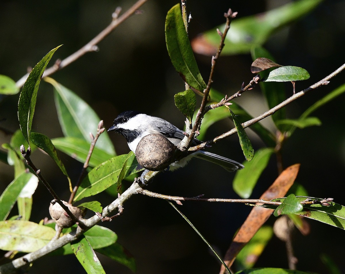 Carolina Chickadee - ML399203731