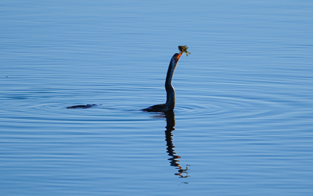 Anhinga d'Amérique - ML399203771