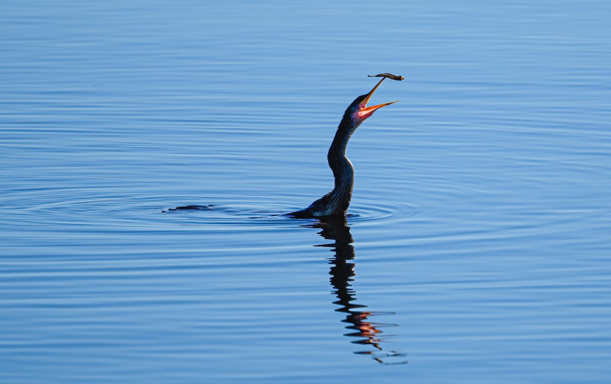 Amerika-Schlangenhalsvogel - ML399203791