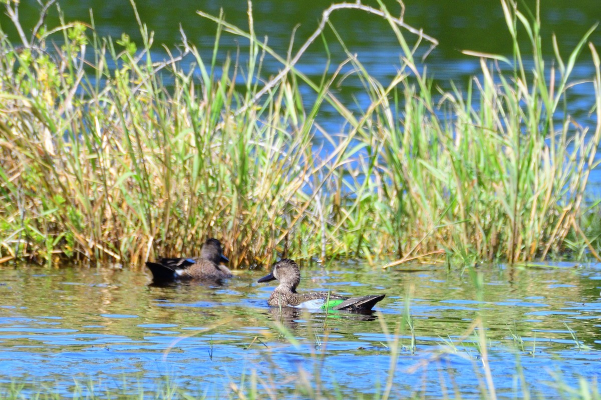 Blue-winged Teal - ML399205881