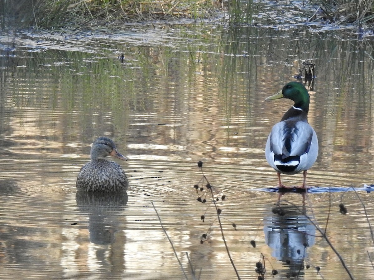 Mallard - ML399207511