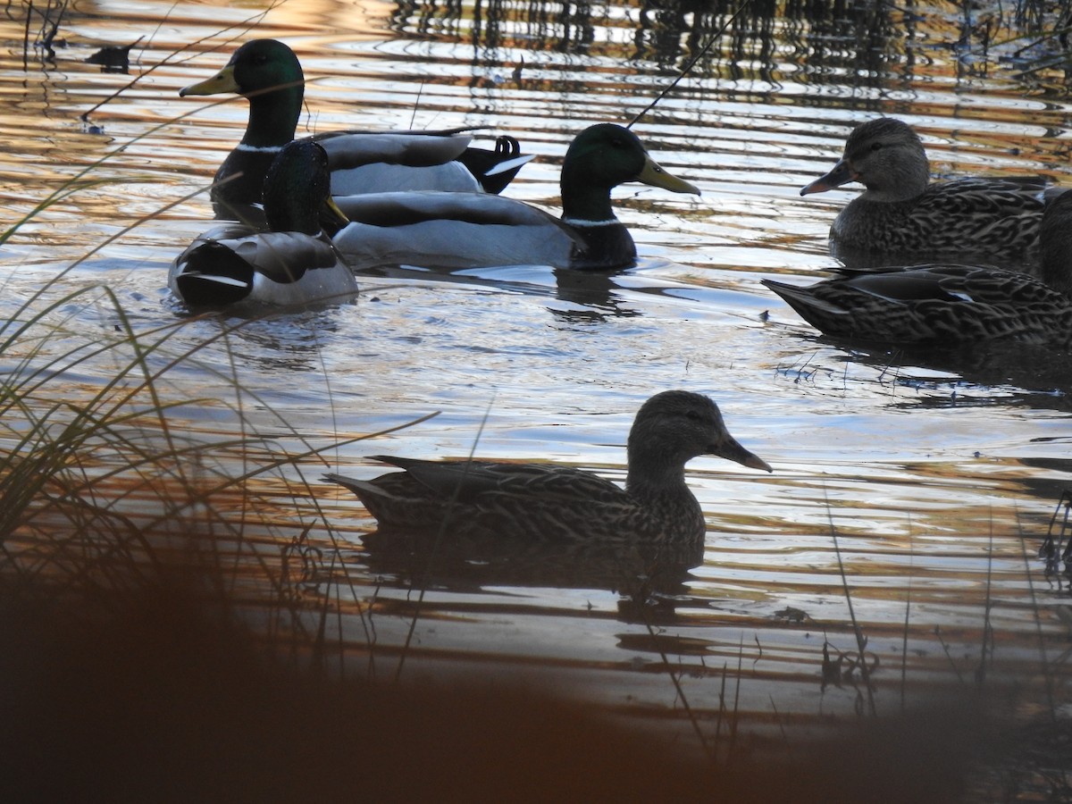 Mallard - ML399207611