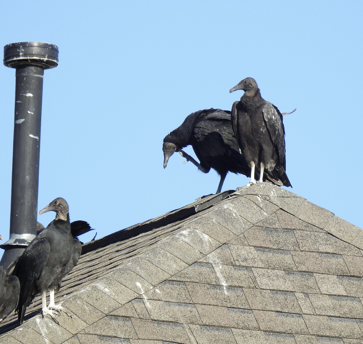 Black Vulture - ML399207941