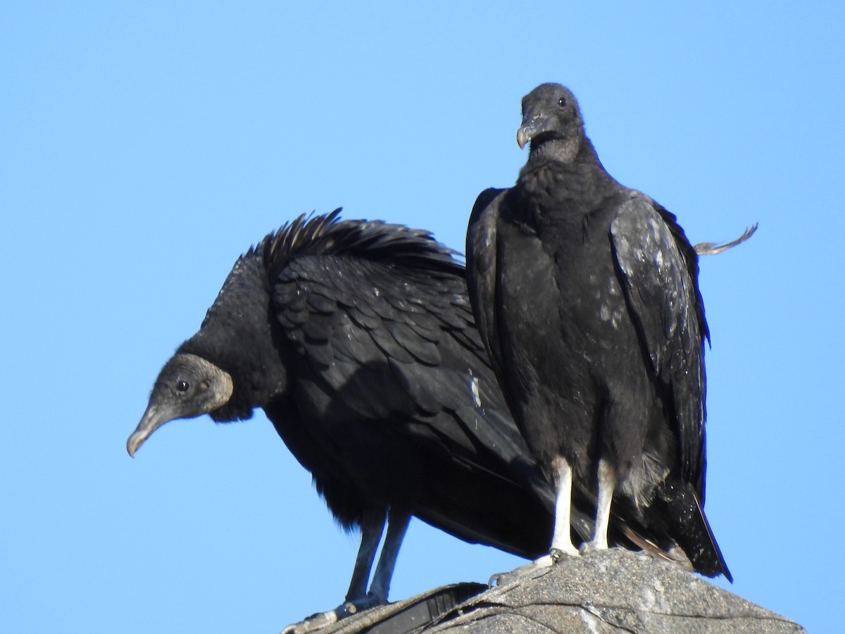 Black Vulture - ML399207951
