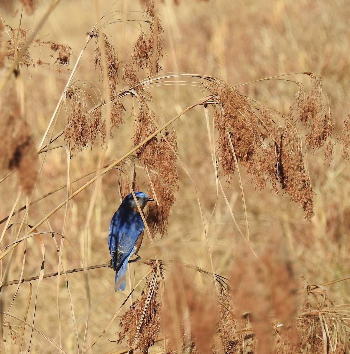 Eastern Bluebird - ML399208241