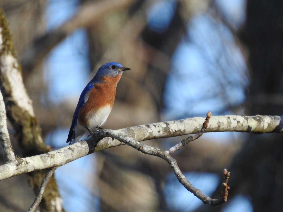 Eastern Bluebird - ML399208311