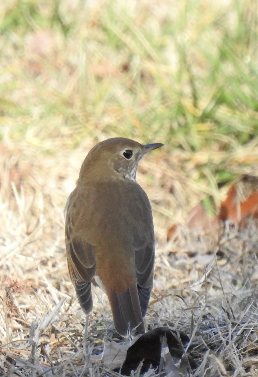 Hermit Thrush - ML399208431