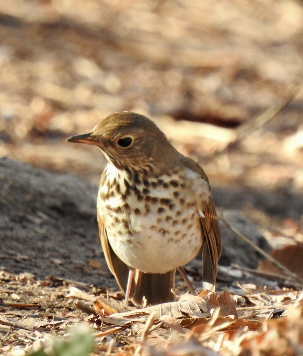 Hermit Thrush - ML399208451