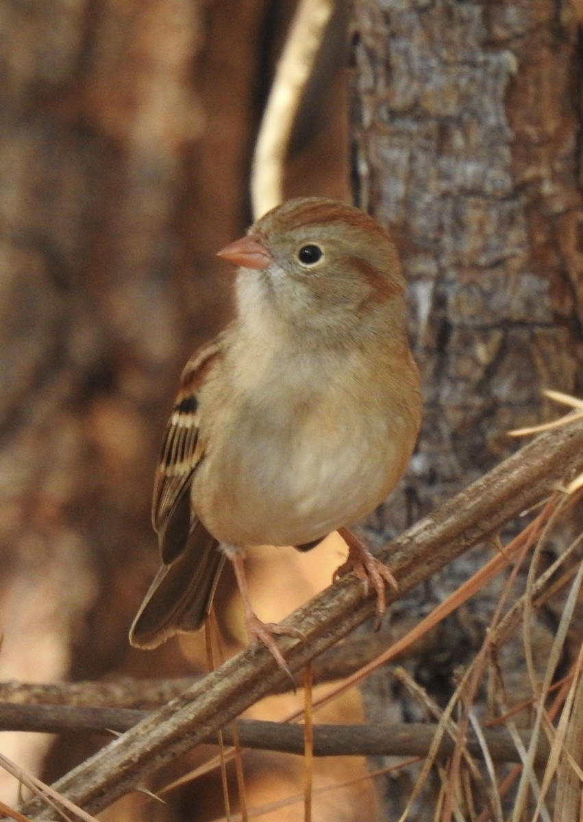 Field Sparrow - ML399208531