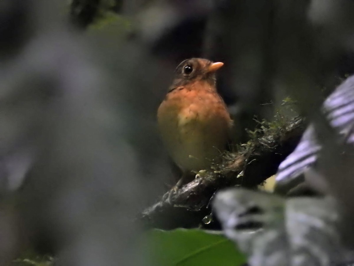 Ochre-breasted Antpitta - ML399208971