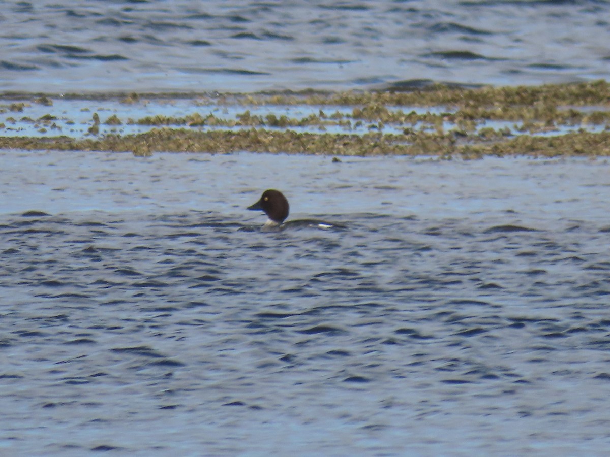 Common Goldeneye - ML399209101