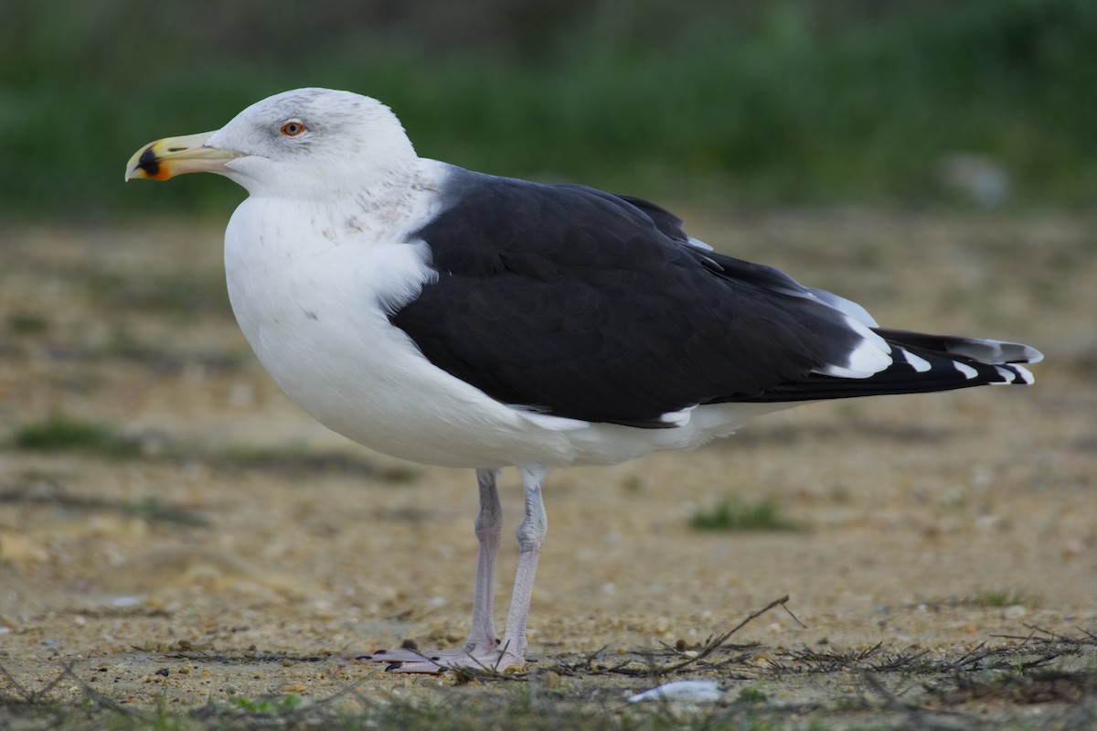 Great Black-backed Gull - ML399209651