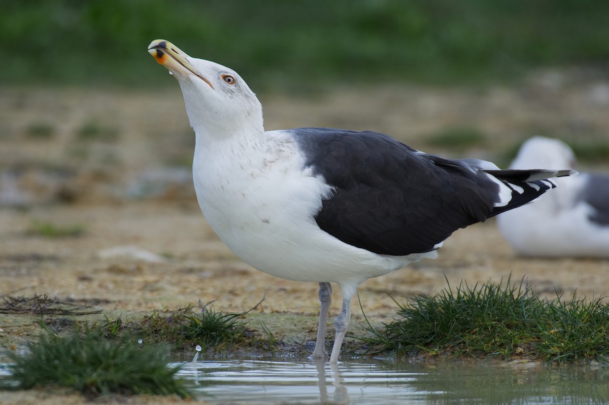 Great Black-backed Gull - ML399209751