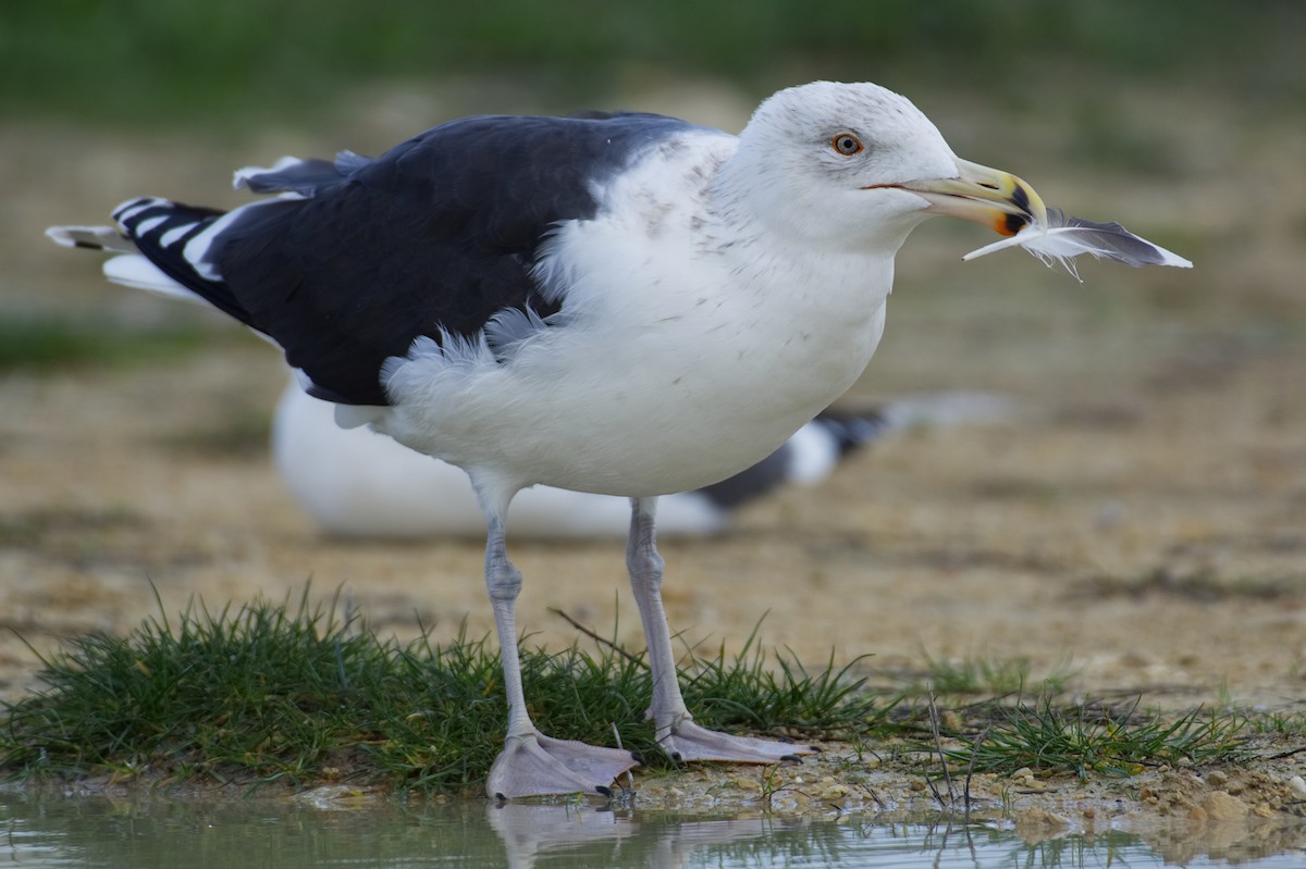 Great Black-backed Gull - ML399209921