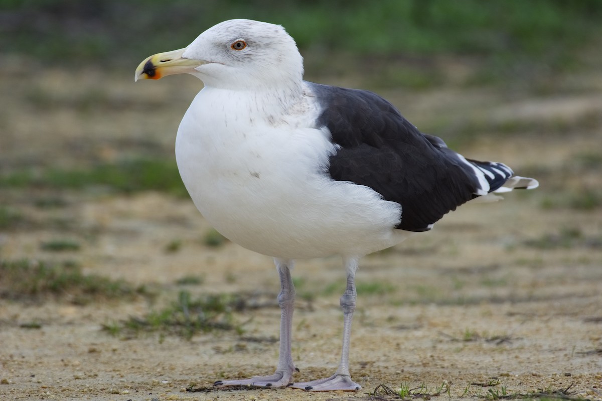 Great Black-backed Gull - ML399210171