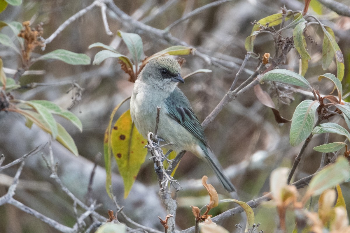 Green-capped Tanager - ML399210931